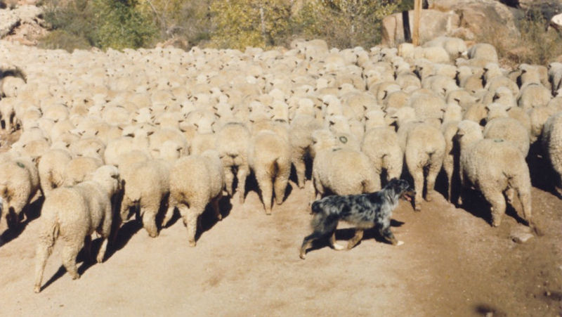 are australian shepherds still herding